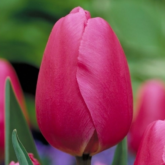JUMBO PINK