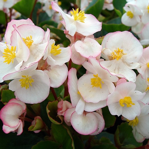 ������� ������������� ��� ����