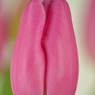 Pink Twist