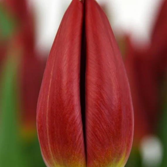 Red Gold