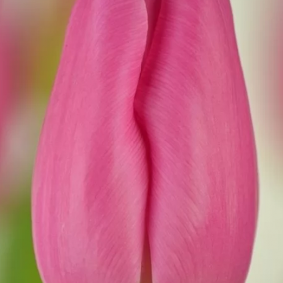 Pink Twist