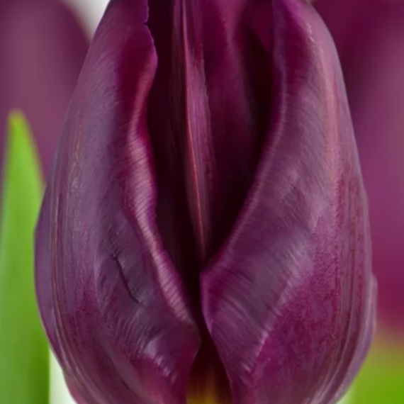 Purple Eye